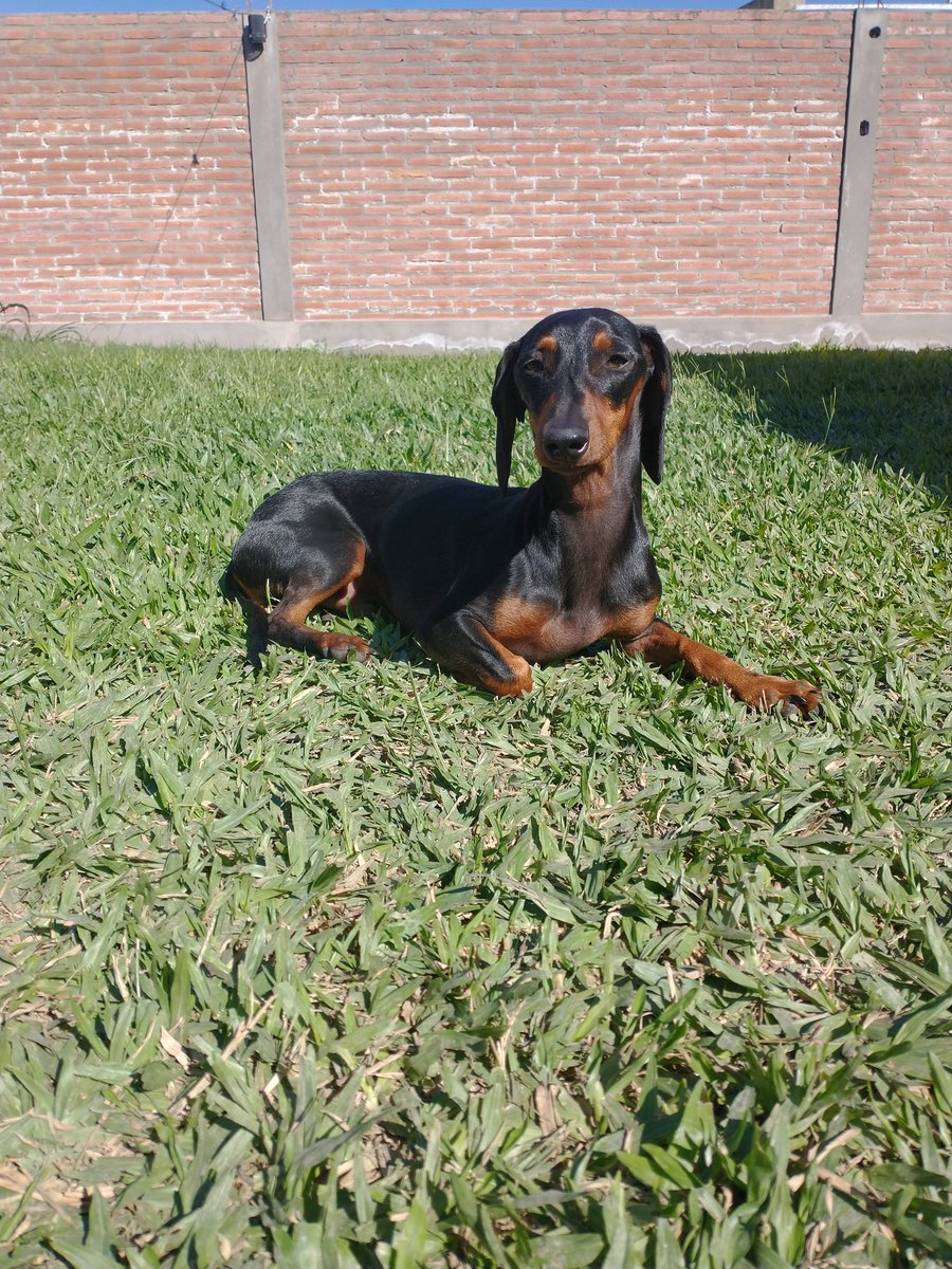 MicaPettorossi's tweet photo. @Rous_To Mi niño negro https://t.co/lephbMIxhM