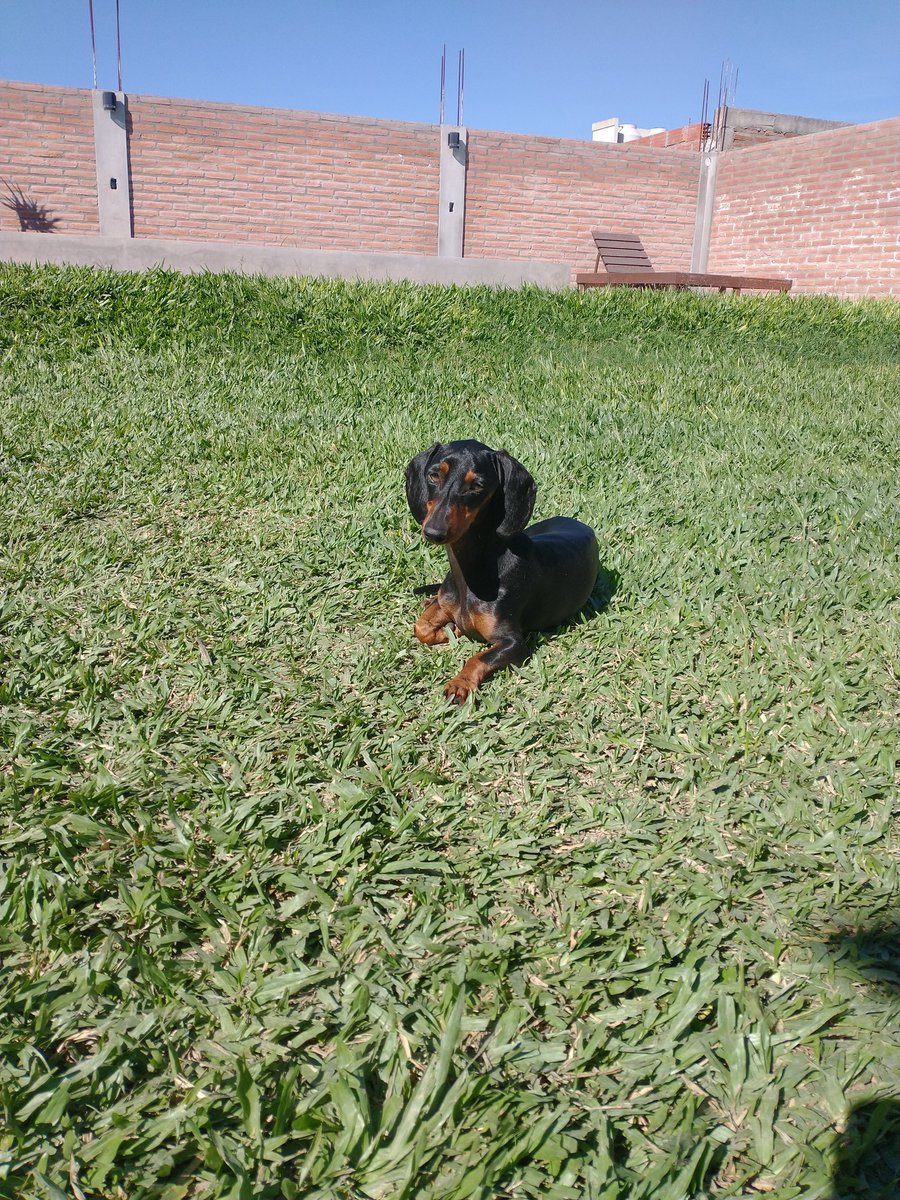 MicaPettorossi's tweet photo. @Rous_To Mi niño negro https://t.co/lephbMIxhM