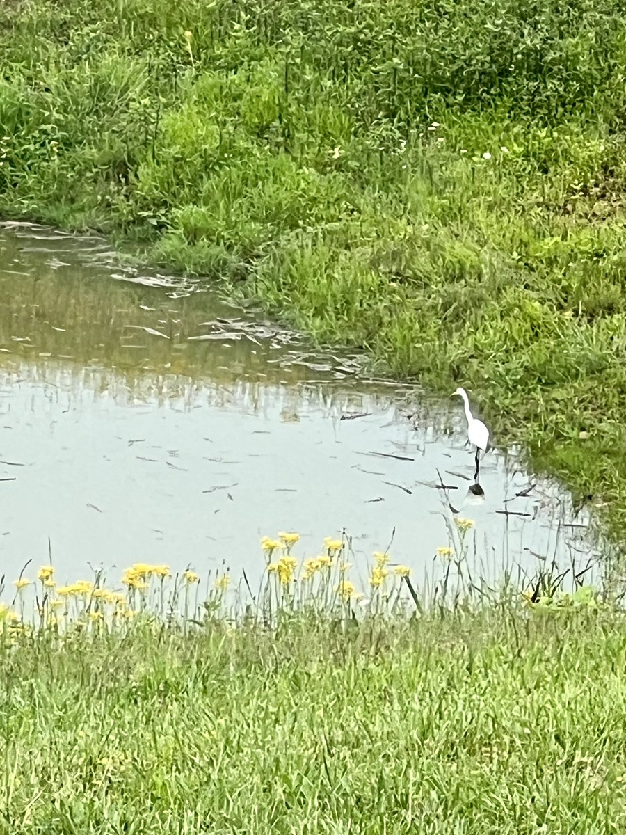steveolivas's tweet photo. Yet another new ranch resident critter:

A white crane in the small pond. https://t.co/ar64dy91a0