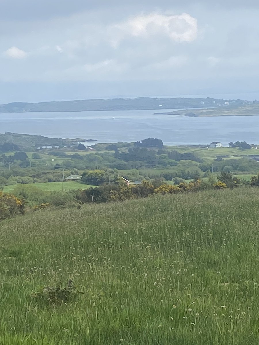 Mollkos's tweet photo. Day 133 of #365daysofwalking had a good walk to East Derrymihan and back. Saw the first fox glove of the season. Day 1594 of #1600daysofwalking #365crew https://t.co/2FR6gjOWZc