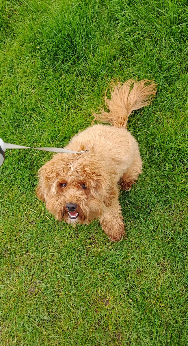 Charlie on Twitter "Before and after the dog groomers. I'm asking for