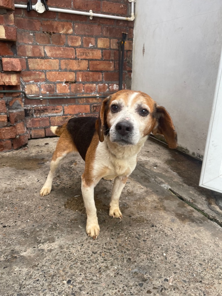 AdoptionsUk's tweet photo. Please retweet to help FIND THE OWNERS OF THESE 3 STRAY DOGS FOUND 12 May #NEWFERRY #BIRKENHEAD #LIVERPOOL 
1 Springer Spaniel 5 Cross Male 
2 Beagle aged 8  
3 Terrier Cross aged 11 

They could be missing from other regions, now all in the council pound
https://t.co/SpyJ0ten9v https://t.co/4tW2wLfWb7