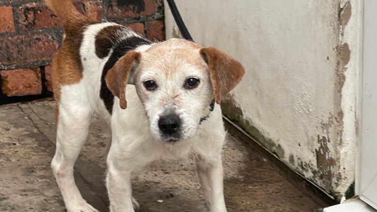 Please retweet to help FIND THE OWNERS OF THESE 3 STRAY DOGS FOUND 12 May #NEWFERRY #BIRKENHEAD #LIVERPOOL 
1 Springer Spaniel 5 Cross Male 
2 Beagle aged 8  
3 Terrier Cross aged 11 

They could be missing from other regions, now all in the council pound
fobk.org.uk/dogs-in-the-ke…