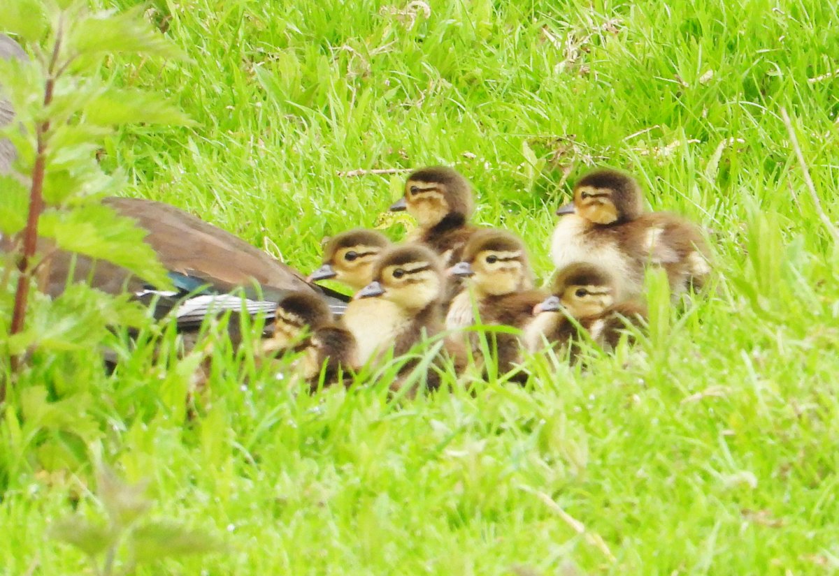 mikelinklate's tweet photo. 10 Mandarin Ducklings at Godmersham Country Park Kent UK https://t.co/rLPxwIEpEU