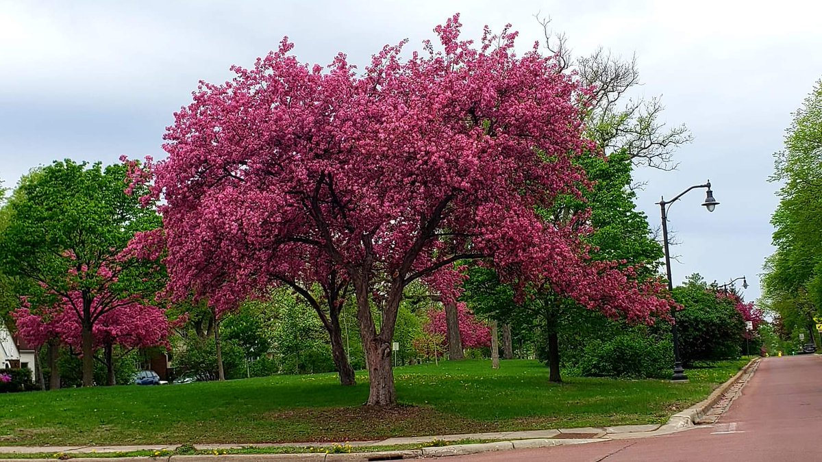 Saar0323's tweet photo. Love the trees this time of year. Minneapolis, Minnesota. @NokomisLife @ThePhotoHour @StormHour https://t.co/JkhwkDrMlQ