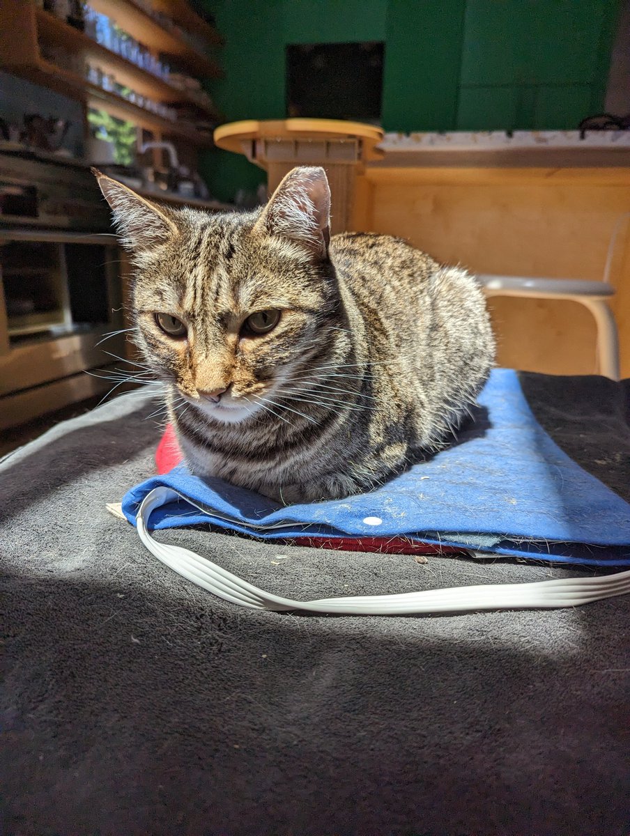 pico cat tweet media