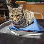 Photo by pico cat (@tinypicocat)