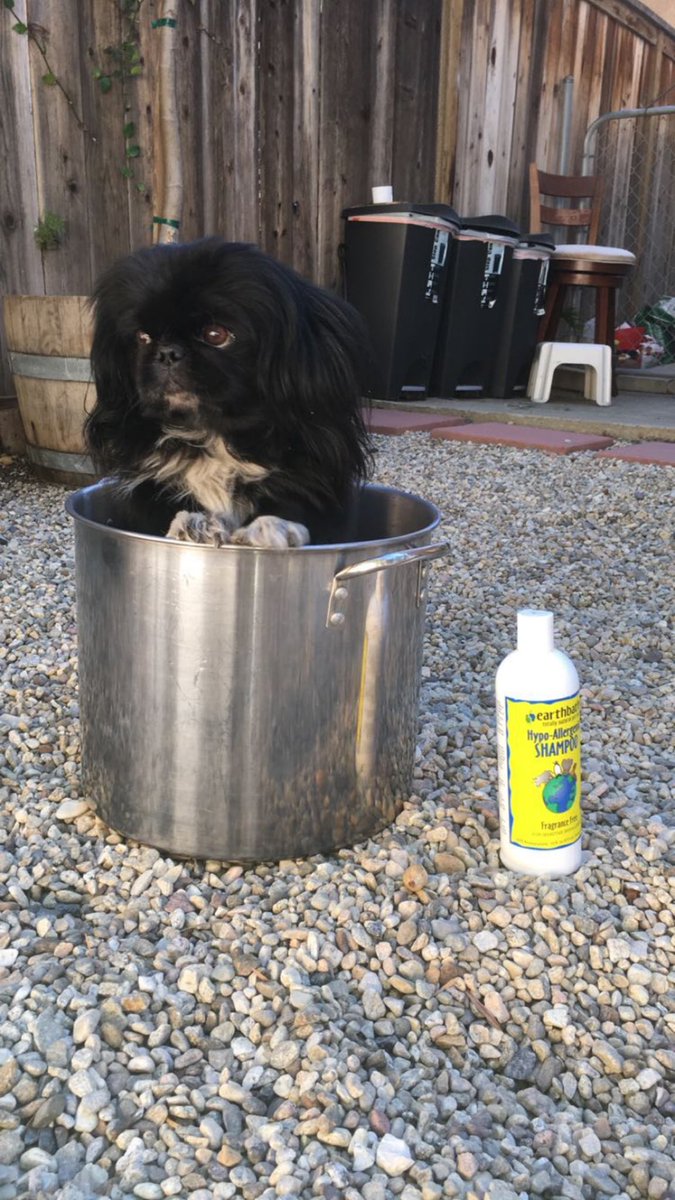 Haven’t been able to share this utterly heartbreaking… earth shattering reality

My Bobo passed away in my arms 2 days ago… He suffered a stroke due to respiratory complications after being exposed to Covid post Kennel Couth😫😭💔🤯 within 24 hrs. 

I feel like I’m dying.