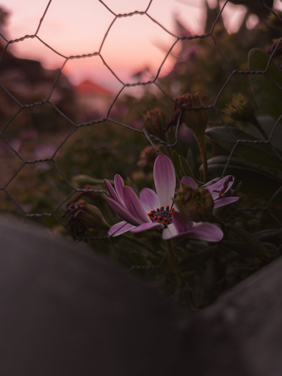 GiglioMattia's tweet photo. Shooting at twilight? With higher iso? Don't worry the s23 got you covered.
All 1x main camera sensor, expertraw.
Samsung Galaxy S23 Ultra Edited In Lightroom #ShotOnSnapdragon #withGalaxy #SpringOnSnapdragon https://t.co/hxBCpgQcVw