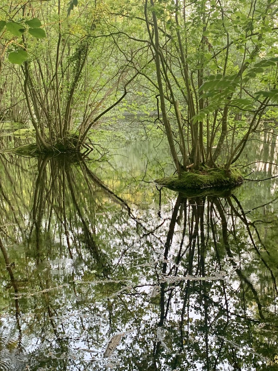 My picture of today. Met alle nattigheid van nu wordt de natuur dubbel zo mooi. Hier bij <a href="/almen/">Almen</a>