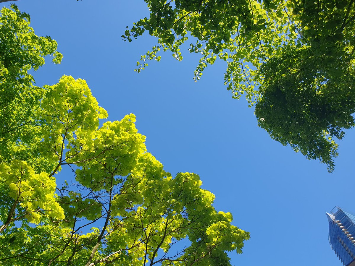 gardenngather's tweet photo. Not a cloud in the sky here in Vancouver today.
Pity I can hang out a load of washing but apartments on the 17th floor don't come with a garden! #greatdrying https://t.co/5f7G8zZnxH