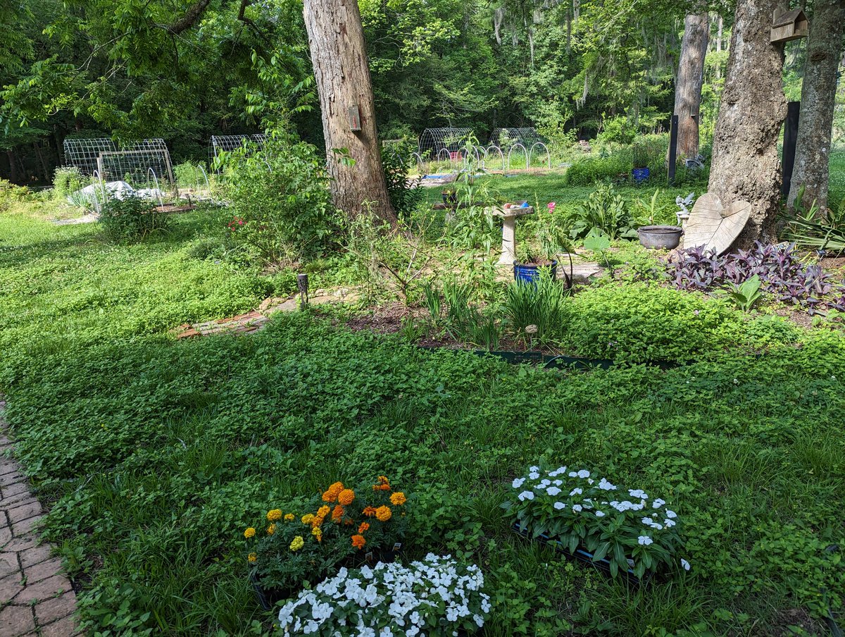 Carinthia's tweet photo. A beautiful morning to spend in my very own garden. https://t.co/JhWpMYgFsx