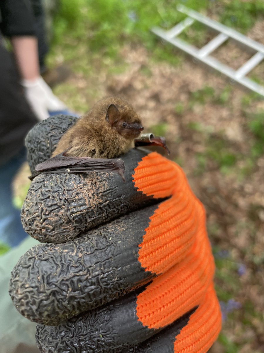 Handling my first bat this morning 😬🦇#bats