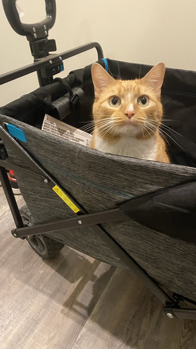 nrossPR's tweet photo. @anitakirkbride Kitty in a wagon! https://t.co/HWOxrXYS8T