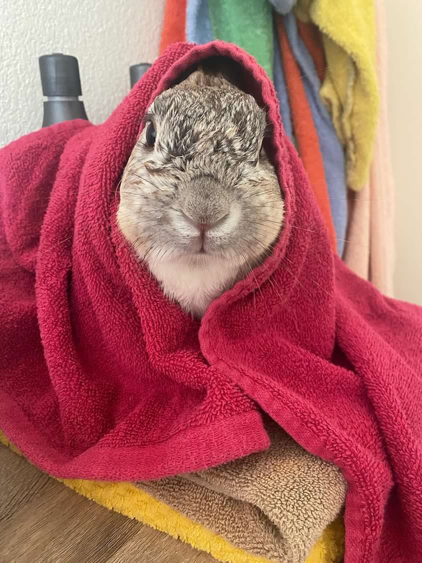 anaistweetpas's tweet photo. Jour de douche pour caprisun https://t.co/8PYA1w9KQK