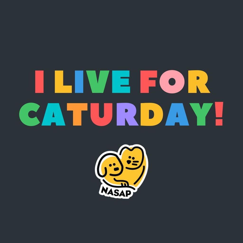 NasapCa's tweet photo. Happy CATurday! 

Our cats will be at Pookeys Pet store today 1130 am to 230 pm 

Make sure you come say hi and check out our adoptable cats at https://t.co/oWNZ9B7ypL 

Show us your cats below! 

#caturday #nasaprescue #adoptme #nasapcat #catsrule https://t.co/ssHiZirtfr https://t.co/rgjel7xTSn