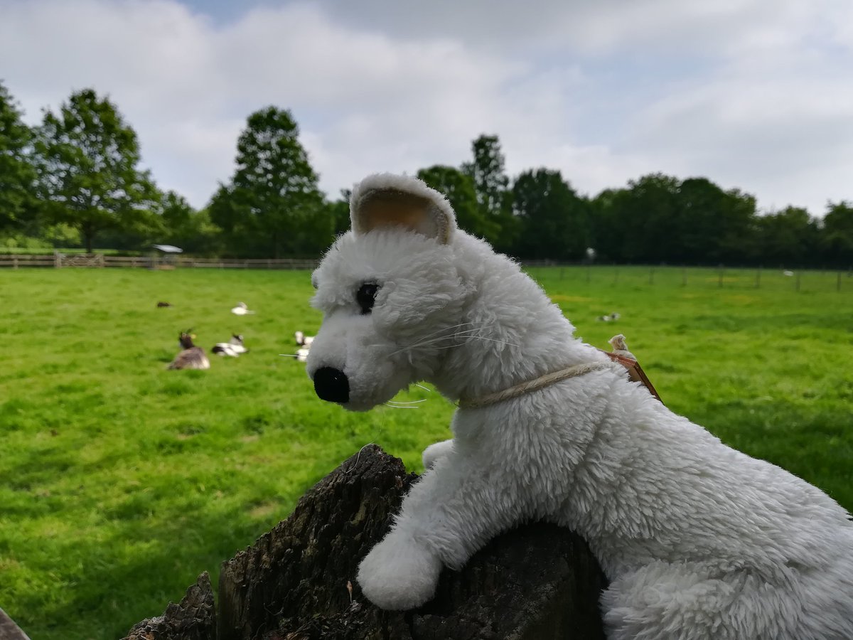 Plijus on gant ar givri en ekomirdi La Bintinais ! #bzhg #LaNCO