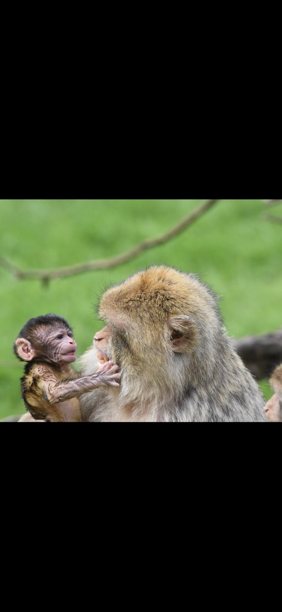 2/2 thanks <a href="/Monkey_Forest/">Trentham Monkey Forest</a> for having us, thanks to <a href="/AintreeCoaches/">AINTREE COACHLINE</a> for providing the transport.