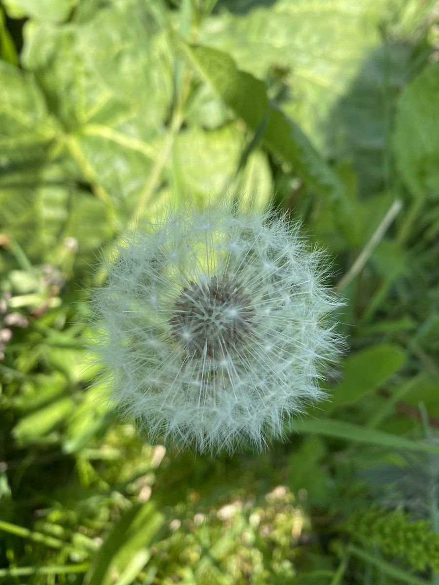sarahjbingham's tweet photo. Hard morning up the lotty. #flowers #spring #edinburgh #allotment #growingstuff https://t.co/mK70j3Tp8T