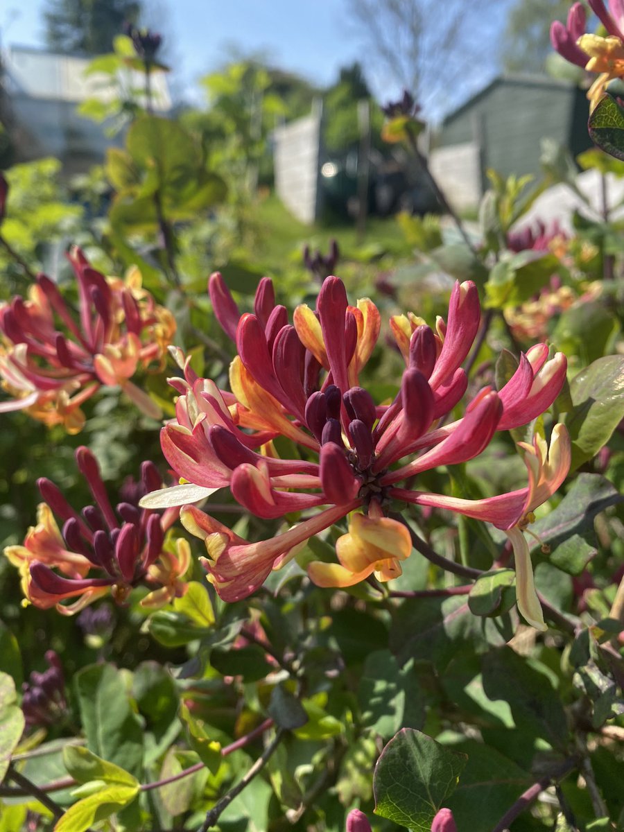 sarahjbingham's tweet photo. Hard morning up the lotty. #flowers #spring #edinburgh #allotment #growingstuff https://t.co/mK70j3Tp8T