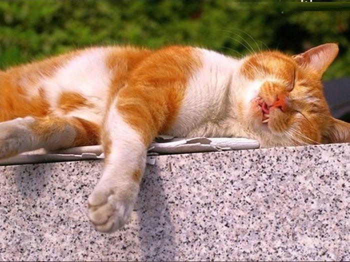 Never put off till tomorrow what you can do today.
- Thomas Jefferson
#cats #CatsOfTwitter