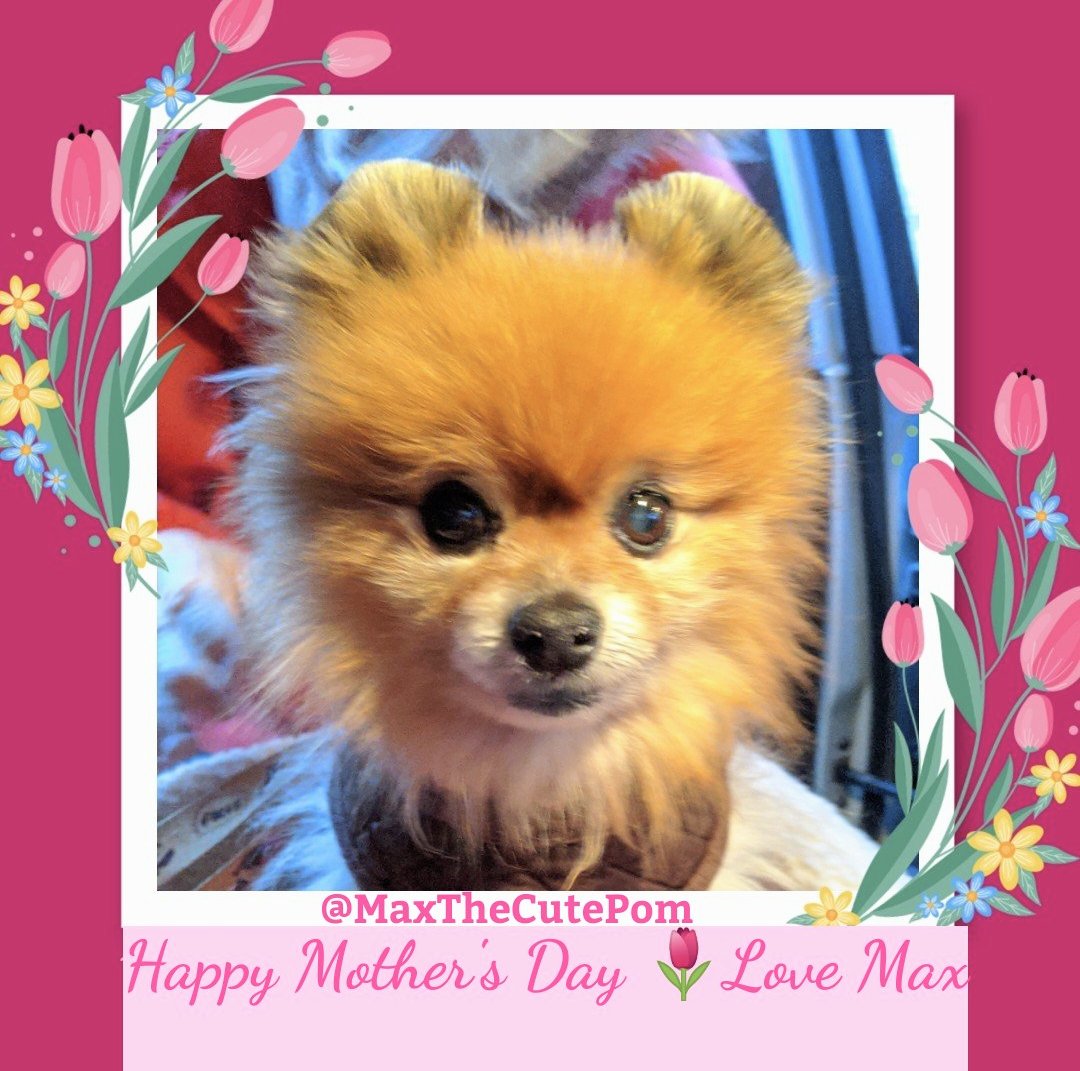 #HappyMothersDay 💐#Mom 💕#Mother  #StepMom #Aunt  #FurBabyMom 🐾
#FromTheVault 📸 #MaxTheCutePom 💕
Please RT🤗
We only get about 3 #retweets these days  #RememberMax 🐾
@ZombieSquadHQ
@theruffriderz 
@CloudRiderz 
#LoveMyDog 
#MissMyMax 
#ZSHQ #TheRuffriderz 
#TwitterFriends 💕