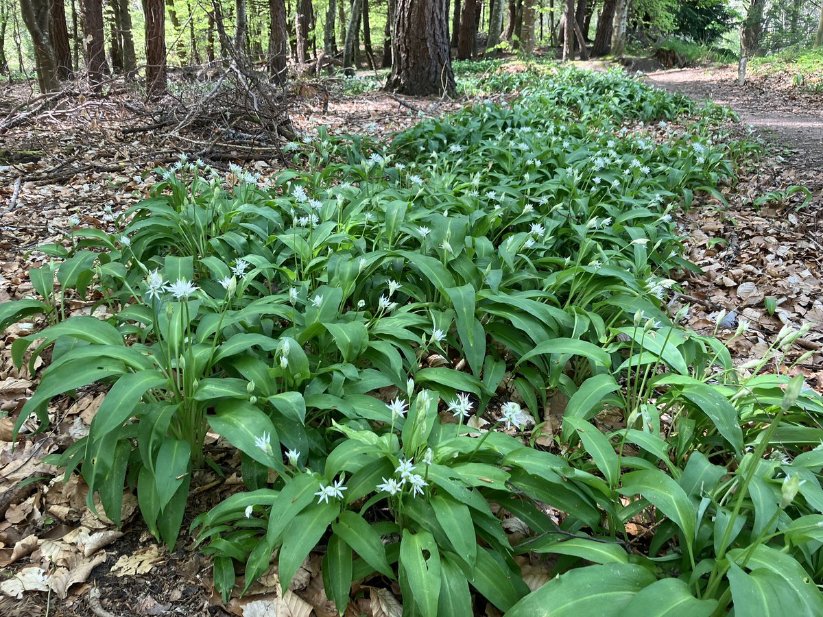 AilsaSnaith's tweet image. Local wild garlic #pestotime #plantmedicine