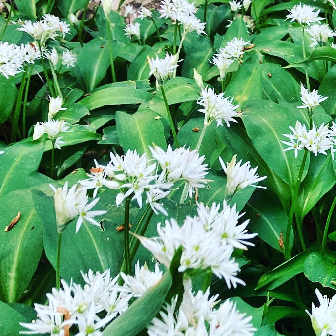 AilsaSnaith's tweet image. Local wild garlic #pestotime #plantmedicine