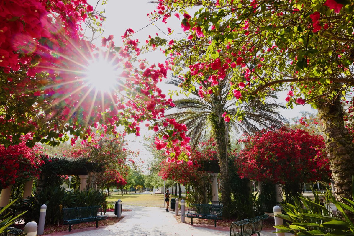 USouthFlorida's tweet photo. In case you already forgot how beautiful campus is 🌺 https://t.co/2pfW5PL137