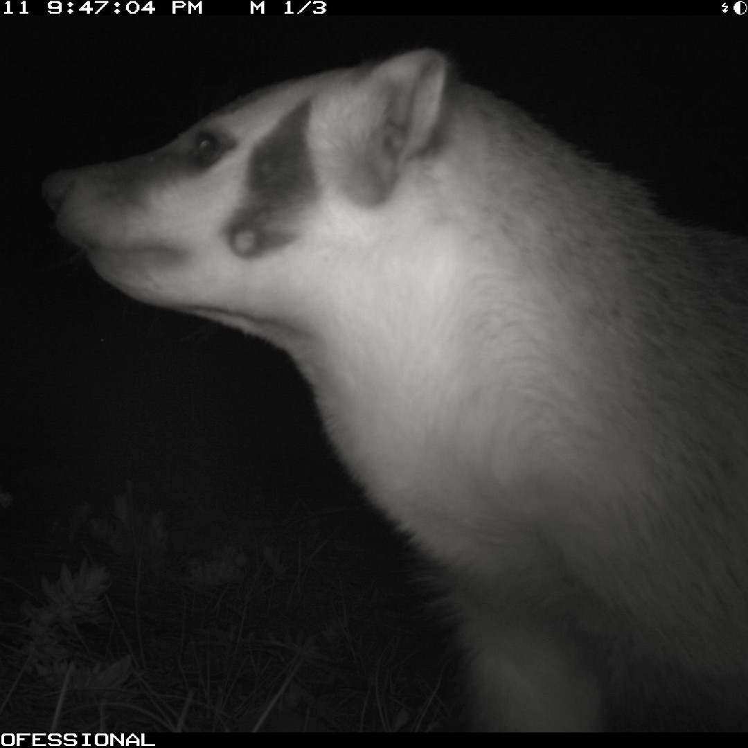 boulderparksrec's tweet photo. Wild Animal of the Week: Welcome back American badger! This is the first documented sighting of a badger on Boulder Parks and Rec lands since 2008. We don’t mind being badgered by this guy/gal! https://t.co/aPTct0YvJa