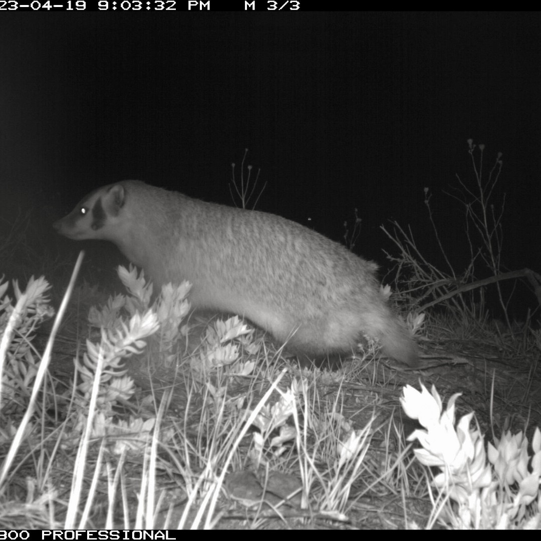 boulderparksrec's tweet photo. Wild Animal of the Week: Welcome back American badger! This is the first documented sighting of a badger on Boulder Parks and Rec lands since 2008. We don’t mind being badgered by this guy/gal! https://t.co/aPTct0YvJa