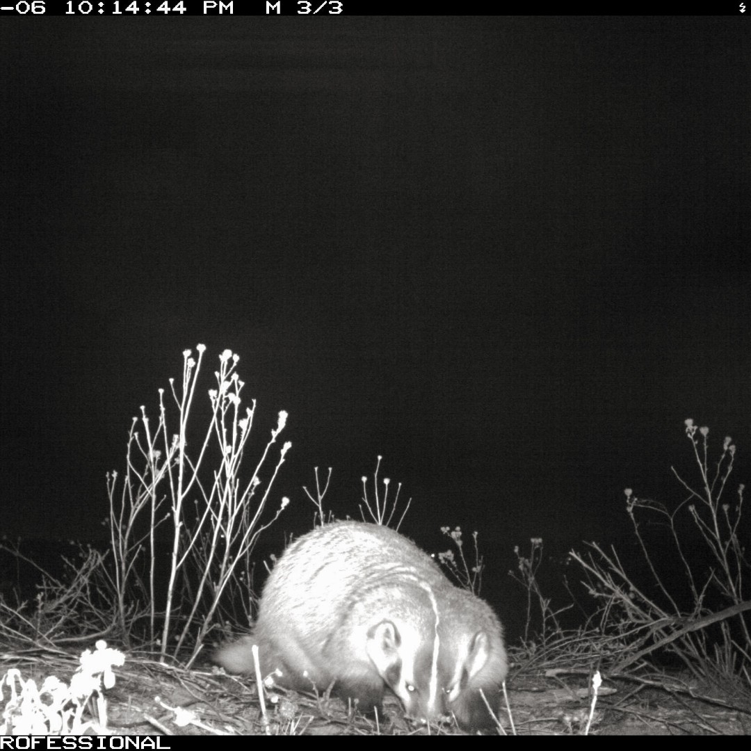 boulderparksrec's tweet photo. Wild Animal of the Week: Welcome back American badger! This is the first documented sighting of a badger on Boulder Parks and Rec lands since 2008. We don’t mind being badgered by this guy/gal! https://t.co/aPTct0YvJa