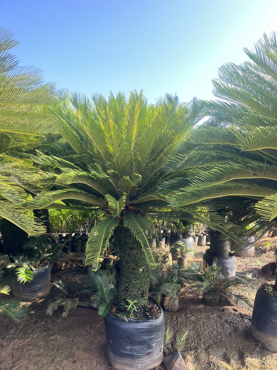 MahindraNursery's tweet image. "Sago Palm: A humble sentinel of sustenance, it nurtures mankind with its bounty, and whispers the wisdom of resilience and endurance." #SagoPalm #Nature'sBounty kadiyamnursery.com/products/cycas…
