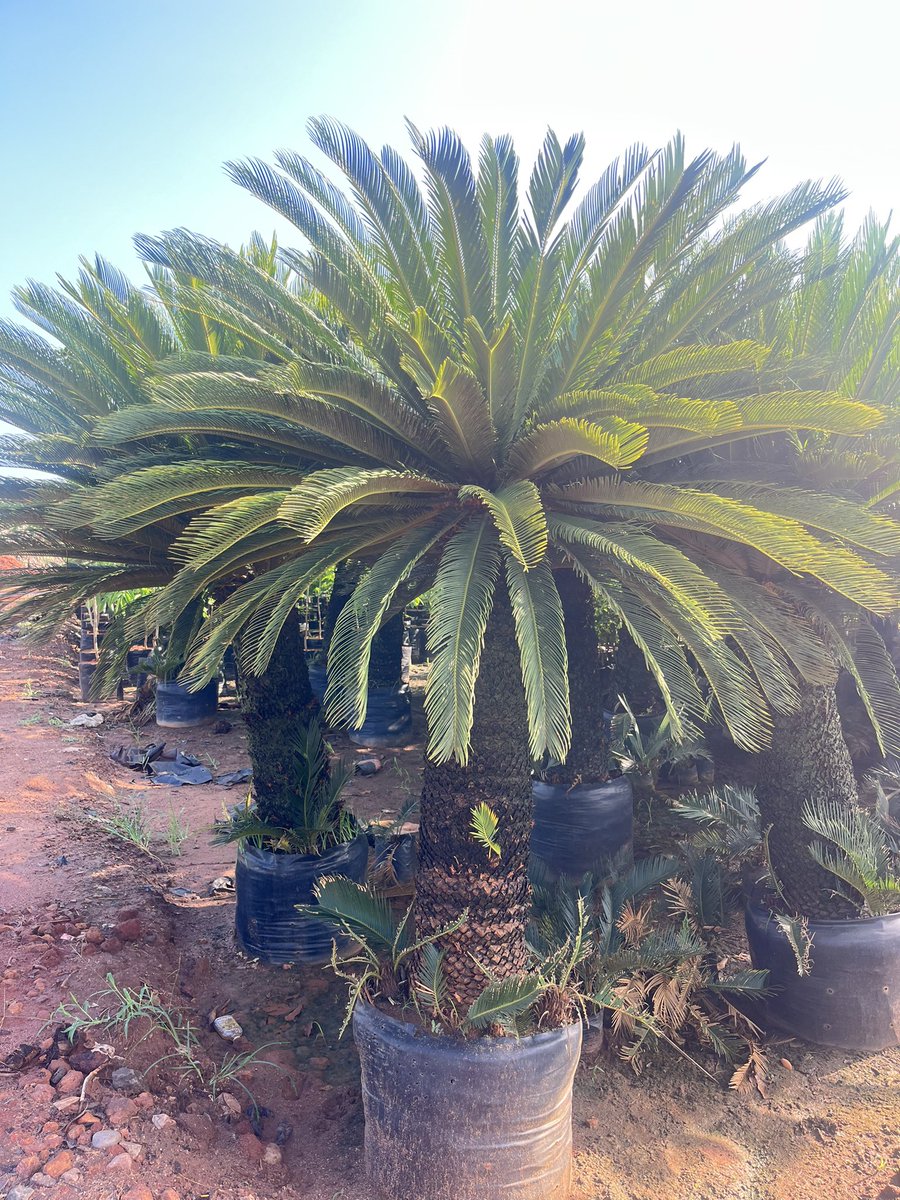 MahindraNursery's tweet image. "Sago Palm: A humble sentinel of sustenance, it nurtures mankind with its bounty, and whispers the wisdom of resilience and endurance." #SagoPalm #Nature'sBounty kadiyamnursery.com/products/cycas…