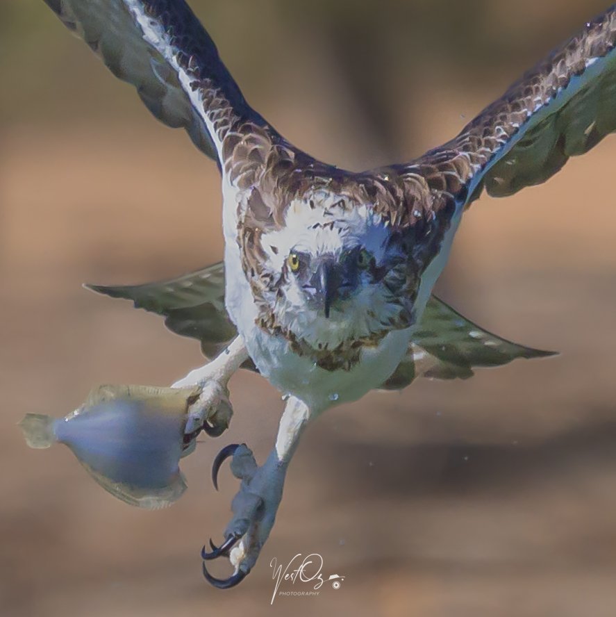 Osprey flying directly at me with Flounder in tow!

#birdsofprey #birds #bird #birdphotography #birdphoto #nature #wildlife #BirdsOfTwitter #BirdsSeenIn2023
