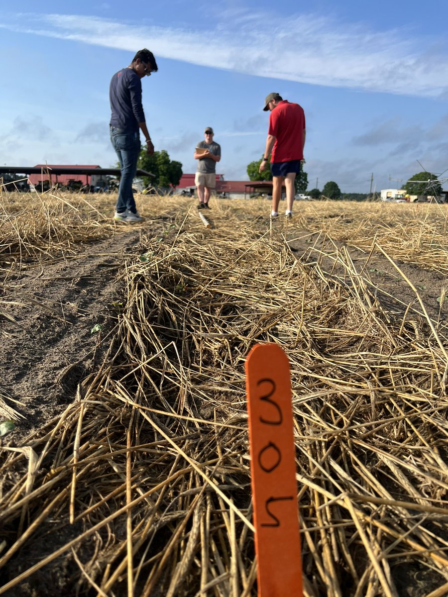 AU_PrecisionAg's tweet photo. Stand counts in cotton, testing and troubleshooting new research sprayer, fertilizer application for more cotton plant next week and some good rain to wrap up the day!! #fridayintifton #research23 #teamwork @UGAResearch @UGA_CollegeofAg @UGATifton https://t.co/Q5wlPWAMzG