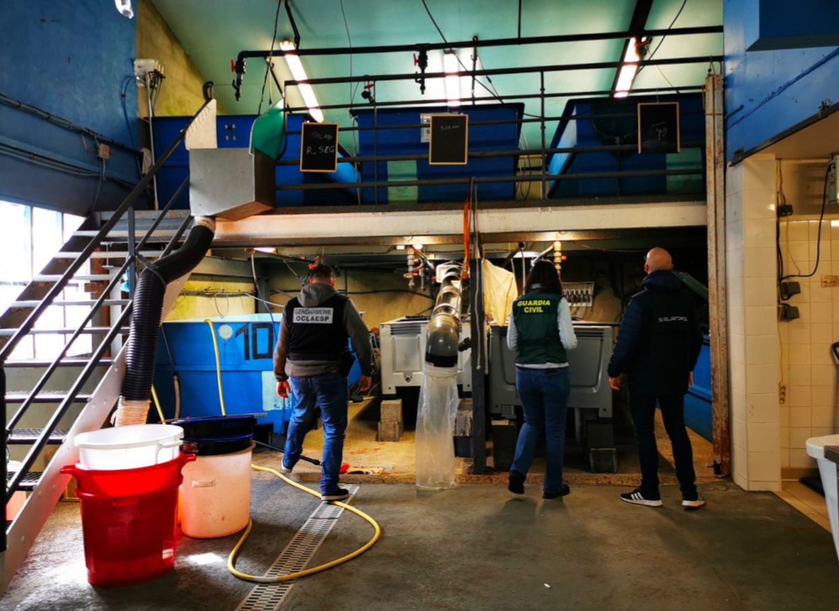 #BellesAffaires 🚨 Trafic de civelles : vaste enquête inter-services et coup de filet international par les gendarmes de l'<a href="/OCLAESP/">OCLAESP</a>, les douaniers et les policiers européens.
➡️ Saisies de 900 K€ en valeurs patrimoniales et 200 K€ 💶
➡️ 27 individus interpellés ⚖️
#Biodiversité