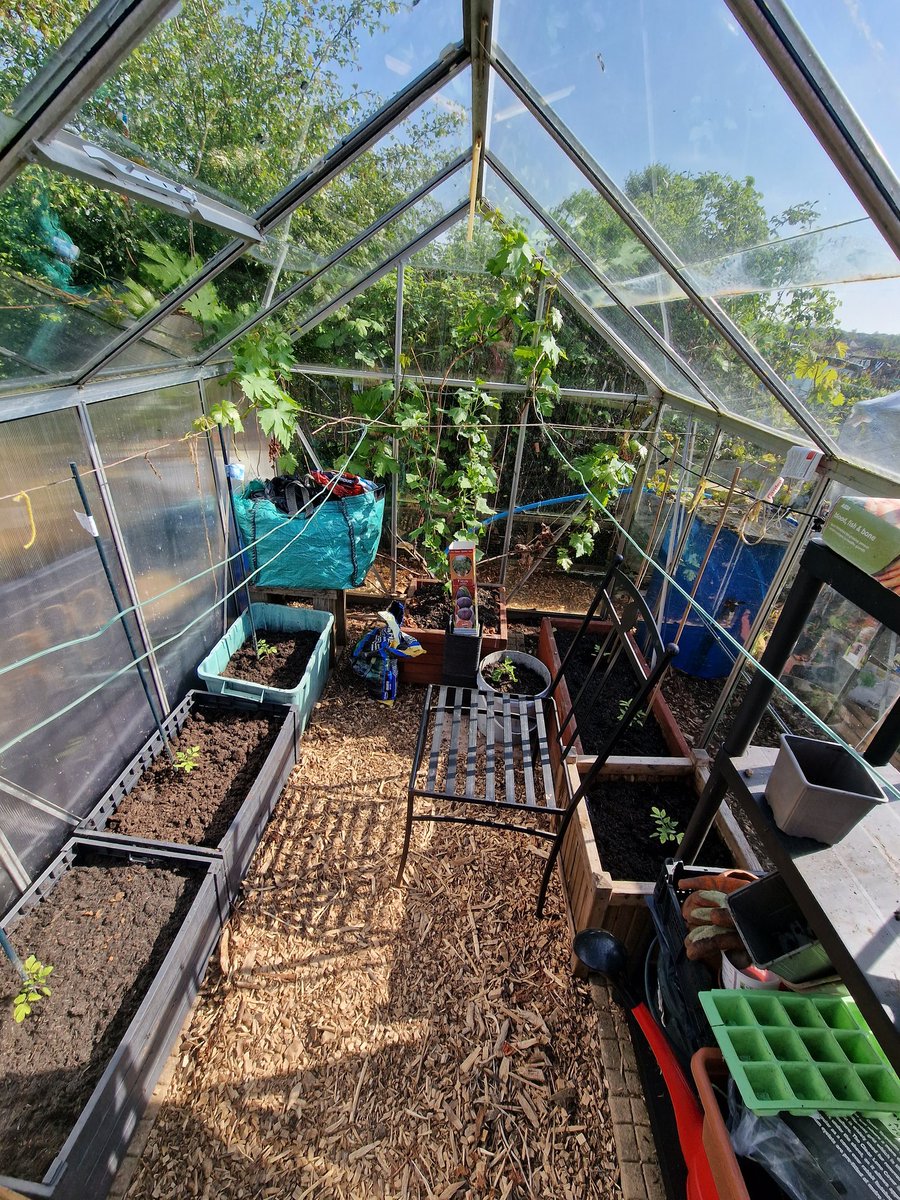OurAllotment's tweet photo. In our greenhouse down #OurAllotment we have

Tomatoes 
Grapes
Gooseberries 
And figs for the future. 

What are you growing in yours? #greenhouse #allotment #GardenersWorld https://t.co/ObQSvUIWsK
