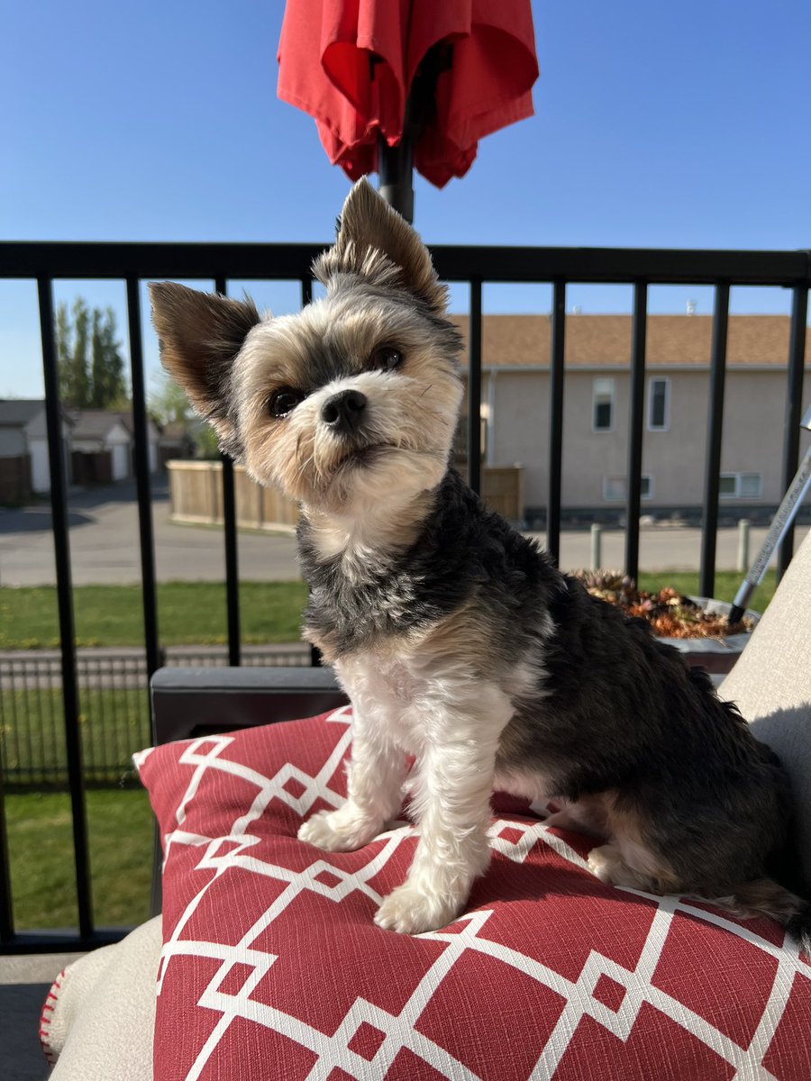 Gios out starting off his day! Beautiful sunshine 🌞 Happy Saturday everyone 🥰🐾❤️🇨🇦#dogsoftwitter #dogsarefamily #dogsarelove #SaturdayMood #sunshine