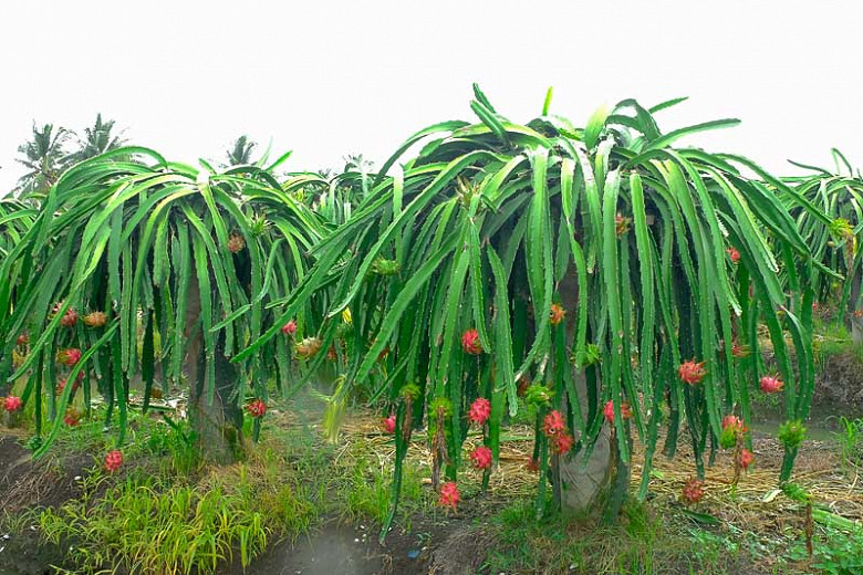 This wasn't how I imagined dragon fruits to grow