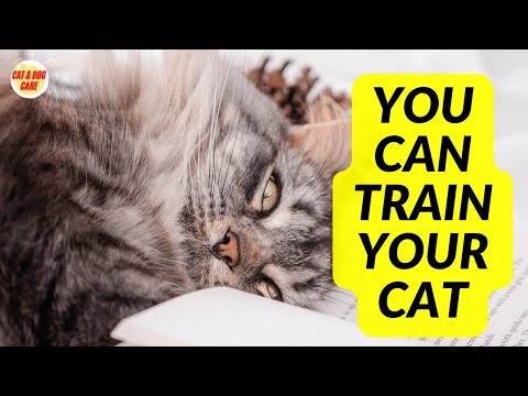 youtube.com/watch?v=YCoejY… You Train a Cat / How Do You Train a Cat / Can You Train a Cat Like a Dog #cat #cats #catcare #catanddogcare #cattraining #cathaircare #catgrooming #catbehavior #cathealth
