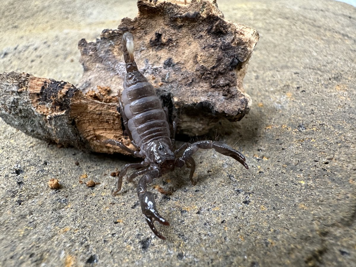 AlveusSanctuary's tweet photo. Scorpions don't eat every day like we do, they have even been known to go without food for up to 12 months. Scorpions find a meal at least every two to three weeks and play an important role in their ecosystem by helping to manage insect populations https://t.co/mOvVsStzqs