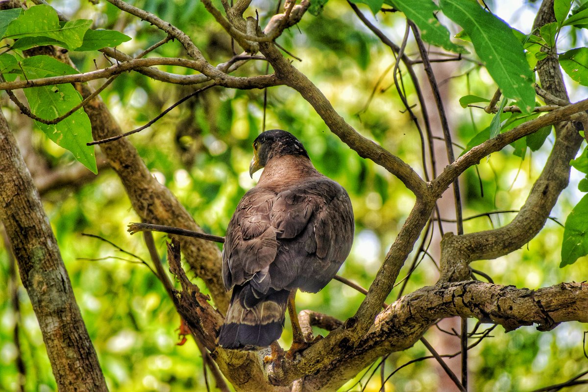 The Big Boss, Crested Serpent Eagle.

29th Aug'23
Kuldiha Wildlife Sanctuary
#IndiAves #ThePhotoHour 
#bbcwildpotd