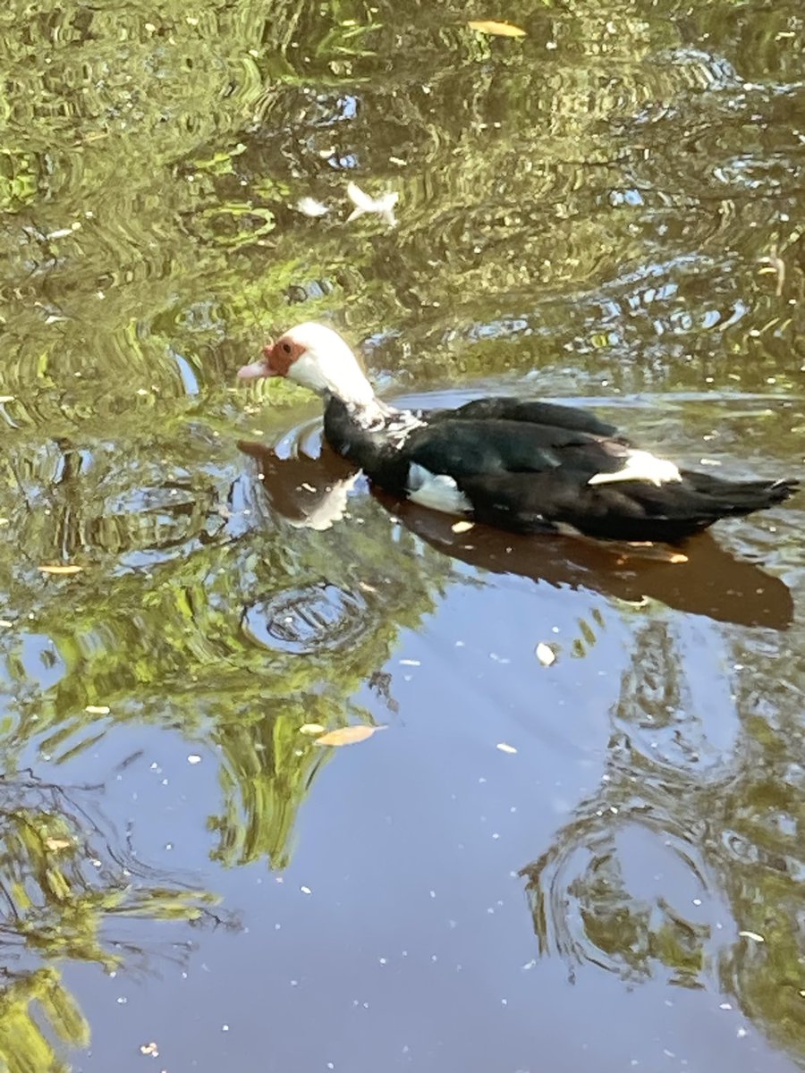 Emma Hilton On Twitter What Kind Of Duck Is This 