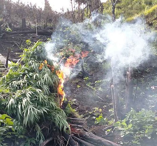 iHopMinion's tweet photo. #BurningTrees https://t.co/jpHpu8qIDC