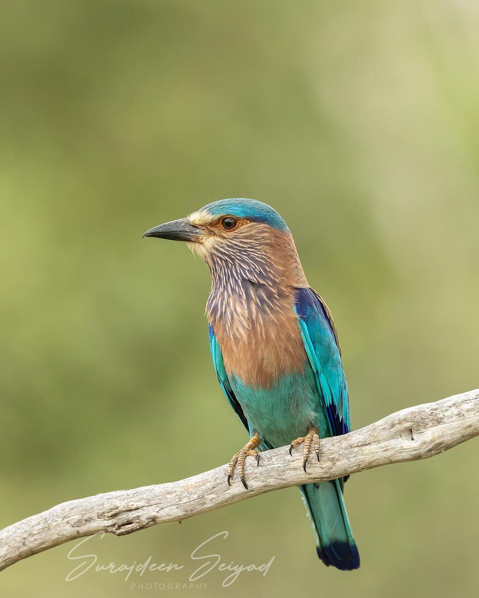 ImagingtheWilds's tweet photo. Indian Roller, what’s he smoking?
Enjoy and Share
#birdphotography #bestbirdsofinstagram #birdsofinstagram #birdstagram
#birdingphotography #birds #canon #canonphotography https://t.co/eEs1Sbnzpb