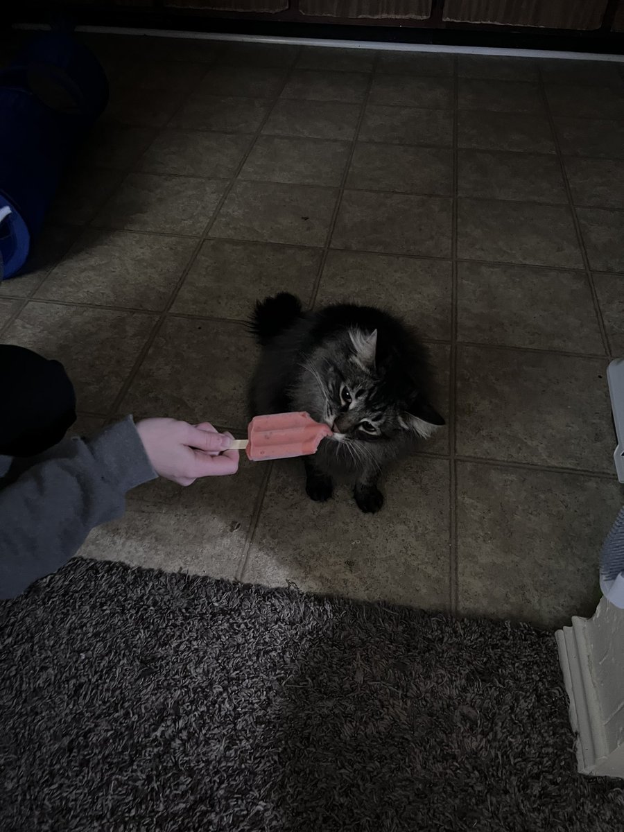 AdriansBackpack's tweet image. my children