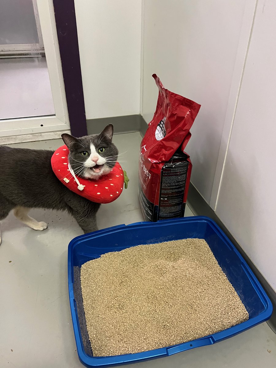 VOKRA - Vancouver Orphan Kitten Rescue Association tweet media