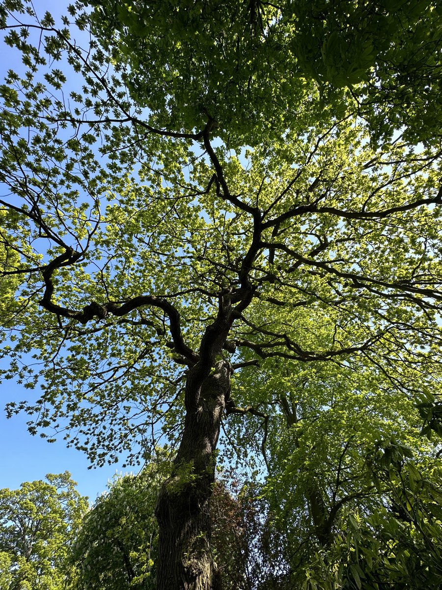 Leeds_guy's tweet photo. #treebathing in β¦@roundhayparkβ© #Leeds. Glorious π₯° https://t.co/9vhrPAo9Nj
