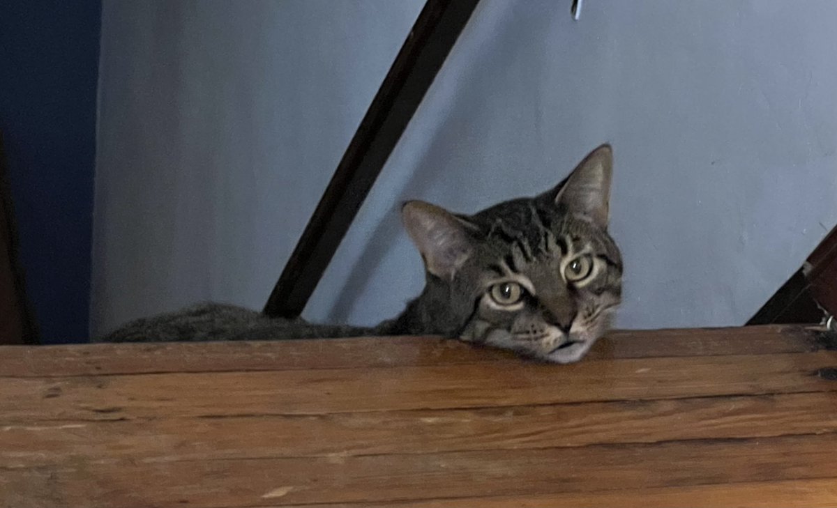OhRatboy's tweet photo. Why you always tripping Caturday ⁦@LisaLoeb⁩ ⁦@LilandMad⁩ ⁦@SimonsCat⁩ ⁦⁦@EvilLoeb⁩ ⁦@8Outof10Cats⁩ ⁦@TheRealZoeBell⁩ ⁦@laurenevemay⁩ ⁦@evilbmcats⁩ #Caturday #LisaLoebcats #twittercat #catsontwitter https://t.co/zEhT9j9h35